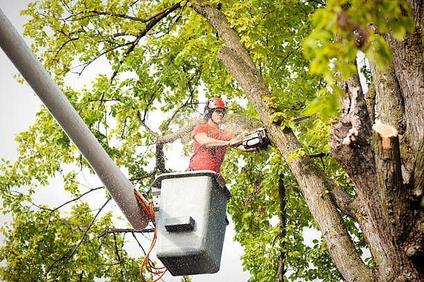 Trusted East Troy, WI Tree Removal Experts
