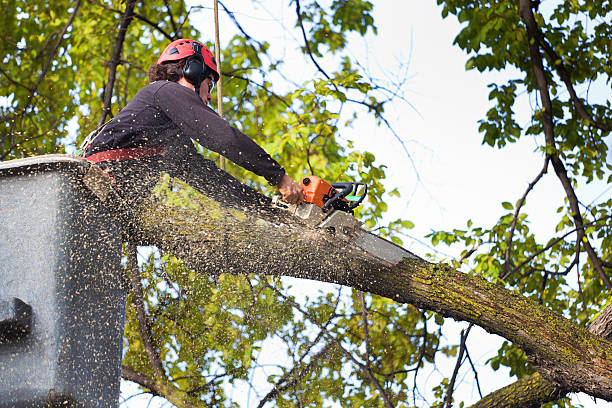 Best Tree Removal  in East Troy, WI